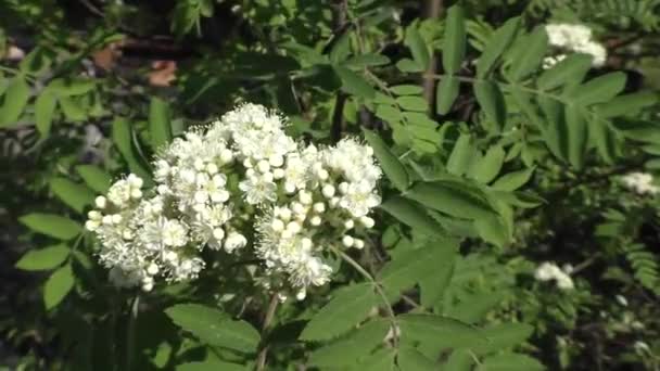 Bloemen Van Gewone Bergas Talrijke Witte Rowan Bloemen Worden Verzameld — Stockvideo