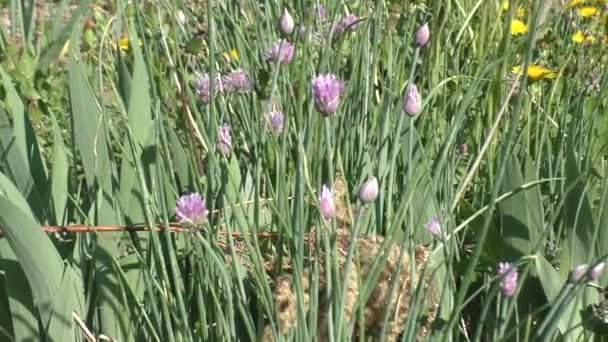 Schnitt Oignon Allium Schoenoprasum Est Également Connu Sous Les Noms — Video