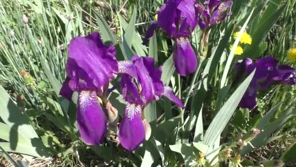 Iris Kasatik Cockerel Lat Iris Est Genre Plantes Vivantes Rhizomateuses — Video