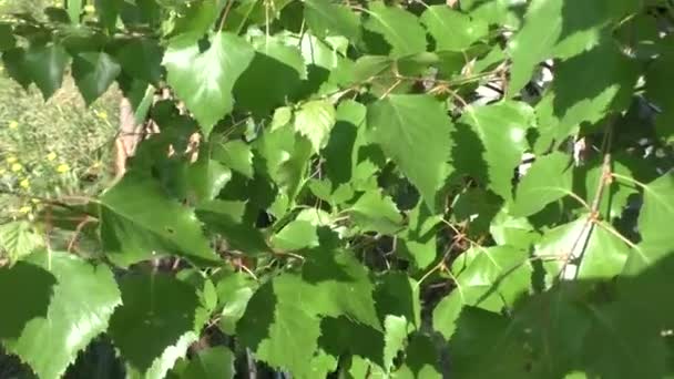 Hojas Abedul Joven Balanceándose Viento Sobre Fondo Bosque Coníferas Cielo — Vídeos de Stock