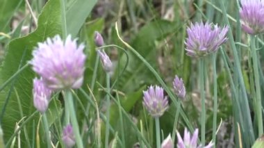 Şnitt-soğan (Allium schoenoprasum), Skoroda, rezanet ve sibulet olarak da bilinir. İlk ince tüyler kar yağar yağmaz topraktan çıkar..