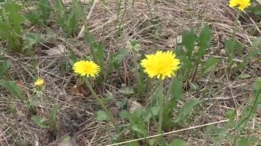 Baharın başında bir çayır dolusu sarı karahindiba. Karahindiba, bazal yapraklar ve büyük parlak sarı kızılötesi sepetlerle dolu dil çiçekleriyle tanınan bir bitkidir..