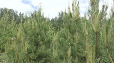 Mavi gökyüzü ve beyaz bulutlardan oluşan arka planda parlak yeşil çam ağaçları. Pinus ordinarius (Latince: Pinus sylvestris) - bitki, yaygın tür. Avrupa ve Asya 'da doğal olarak yetişir. Ormanda bir yürüyüş..