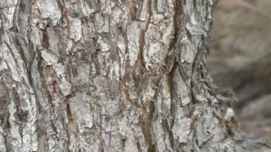 Karıncalar (Latince Formicidae). Elma ağacında karınca izi. Yakın plan..