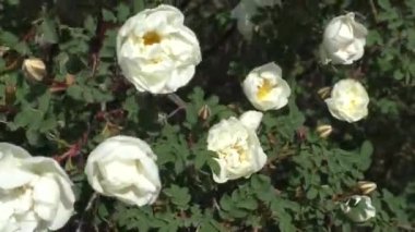 Beyaz gül çiçeği. Rosehip white bir çalılık bitkisidir. Dik, çok resim gibi görünüyor ve beyaz çiçeklerle kaplı zarif kemerli dallar, geniş bir alana yayılmış ve asılmış.