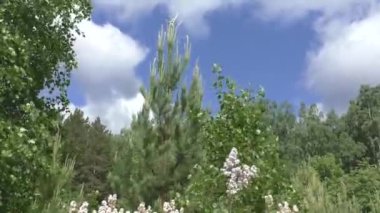 Mavi gökyüzü ve beyaz bulutlardan oluşan arka planda parlak yeşil çam ağaçları. Pinus ordinarius (Latince: Pinus sylvestris) - bitki, yaygın tür. Avrupa ve Asya 'da doğal olarak yetişir. Ormanda bir yürüyüş..