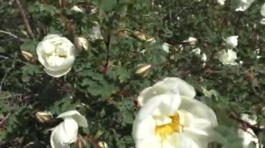 Beyaz gül çiçeği. Rosehip white bir çalılık bitkisidir. Dik, çok resim gibi görünüyor ve beyaz çiçeklerle kaplı zarif kemerli dallar, geniş bir alana yayılmış ve asılmış.