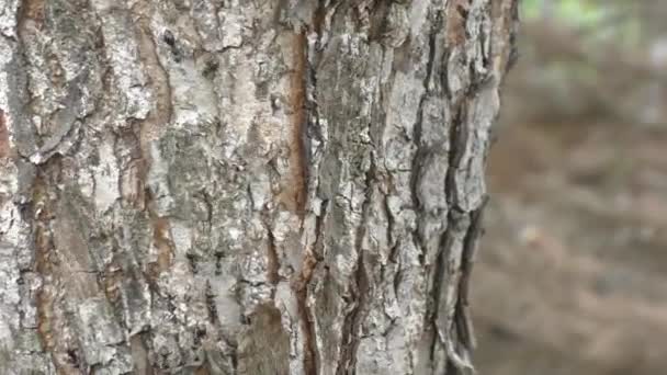 Myror Latin Formicidae Myrspår Ett Äppelträd Närbild — Stockvideo