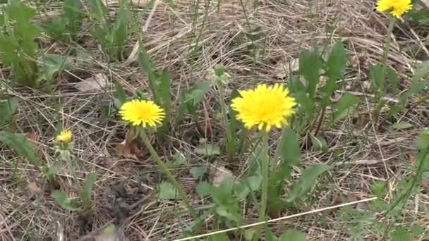 민들레가 Dandelion 알려진 식물로 로제트와 커다란 노란색 바구니가 — 비디오