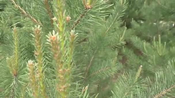 Joven Rama Pino Verde Brillante Cerca Pino Ordinario Lat Pinus — Vídeos de Stock