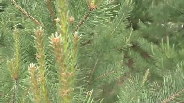 Ung Ljus Grön Tallgren Nära Håll Vanlig Tall Lat Pinus — Stockvideo