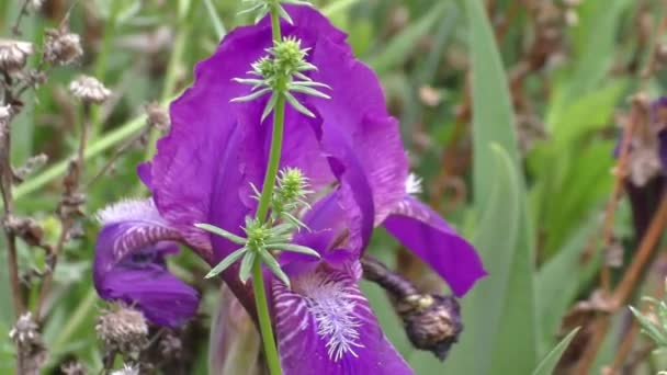Iris Kasatik Cockerel Lat Iris Género Botânico Pertencente Família Asteraceae — Vídeo de Stock