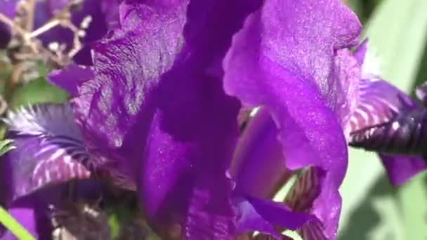 Iris Kasatik Σκουμπρί Λατ Iris Είναι Ένα Γένος Από Πολυετή — Αρχείο Βίντεο