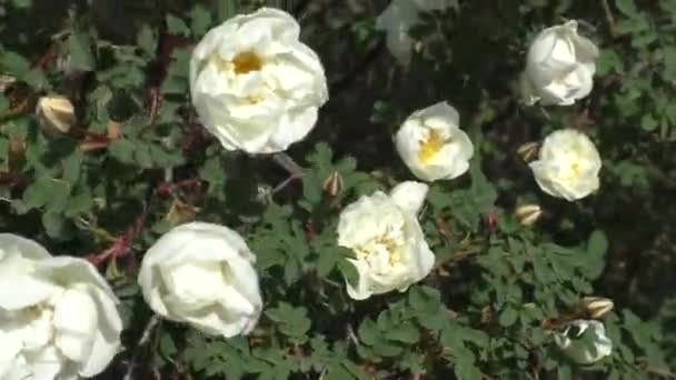 白いバラの花 ローズヒップホワイトは低木の植物です 白い花で覆われた非常に絵のように美しくエレガントなアーチ型の枝が広く広がり 吊るされています — ストック動画