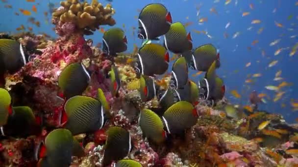 Οδοντόδοντες Ψάρια Πεταλούδες Λάτ Chaetodontidae Μια Οικογένεια Θαλάσσιων Και Υφάλμυρων — Αρχείο Βίντεο