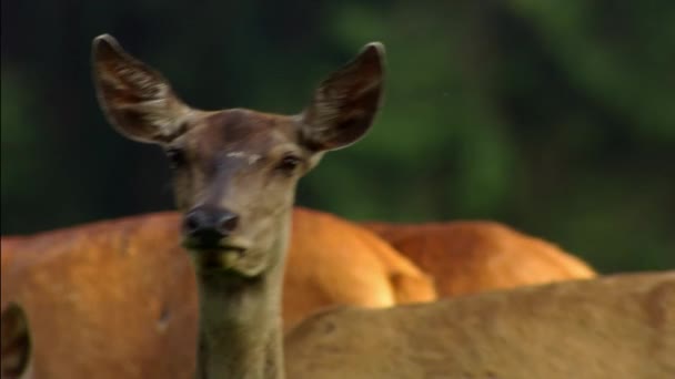 Avrupa ve Asya 'da yaygın olarak görülen, geyik cinsi geyik (Dama dama) geyiği. Özellikle olgun erkeklerde geniş boynuzlar olarak nitelendirilir ve yaz mevsiminde bir renk fark eder.. — Stok video