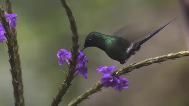 Hummingbirds Trochilidae Family Small Birds More 350 Known Species Live — Stock Video