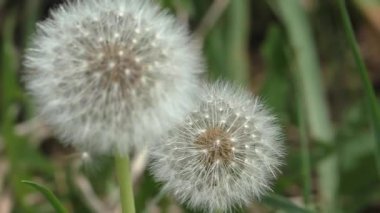 Olgun karahindiba kafası. Karahindibanın en tepesinde, birçok paraşüt vardır, onların yardımıyla, karahindiba meyveleri uzun mesafeler boyunca hava akımlarında uçabilir..