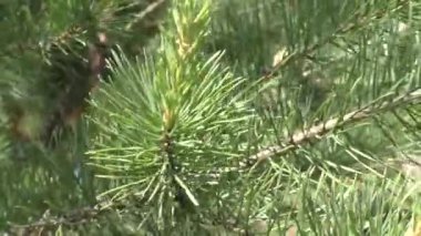 Genç, yeşil çam dalı yakın. Sıradan çam ağacı. Pinus sylvestris) - bitki, yaygın türler. Avrupa ve Asya 'da doğal olarak yetişir. Ormanda bir yürüyüş..