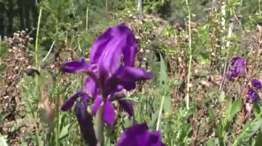 Iris, Kasatik veya Cockerel (Lat. Iris, uzun ömürlü rizmomatöz bitkilerin bir cinsidir. Gözler tüm kıtalarda bulunur. Cins, çeşitli şekil ve tonlara sahip yaklaşık 800 tür içerir..