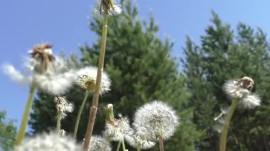 Mavi gökyüzüne karşı beyaz karahindiba şapkaları. Karahindibaların uzayan sularının tepesinde birçok paraşüt vardır. Onların yardımıyla karahindiba meyveleri hava akımlarında uzun süre uçabilir.