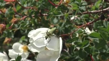 Beyaz bir gül çiçeği üzerinde misky barbel böceği (Cerambycidae). 38 mm uzunluğunda nispeten büyük böcekler. Vücut metalik, parlak, mavi, yeşil veya bakır renktedir, rengi çok değişkendir..