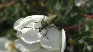 Beyaz bir gül çiçeği üzerinde misky barbel böceği (Cerambycidae). 38 mm uzunluğunda nispeten büyük böcekler. Vücut metalik, parlak, mavi, yeşil veya bakır renktedir, rengi çok değişkendir..