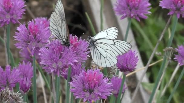 卷心菜蝴蝶 Pieris Brassicae 是白蝴蝶科 Pieridae 的一种日间蝴蝶 产于施尼特洋葱的花朵上 前翼上侧为白色 边缘为黑色 — 图库视频影像