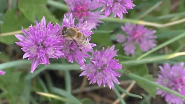 Een Bij Die Nectar Verzamelt Paarse Schnitt Bloemen Bijen Voeden — Stockvideo