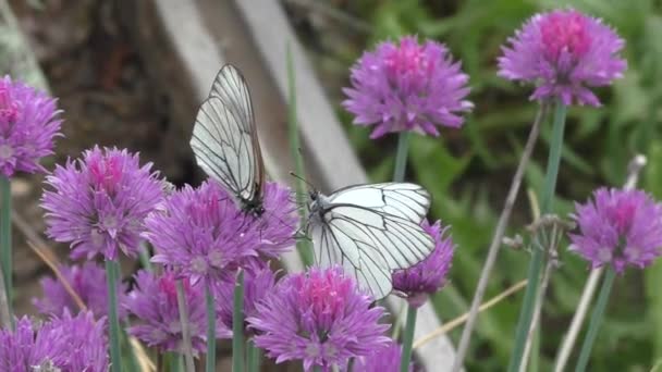 卷心菜蝴蝶 Pieris Brassicae 是白蝴蝶科 Pieridae 的一种日间蝴蝶 产于施尼特洋葱的花朵上 前翼上侧为白色 边缘为黑色 — 图库视频影像