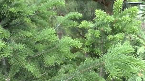 Φινλανδική Ερυθρελάτη Picea Fennica Είναι Ένα Είδος Ξυλωδών Φυτών Του — Αρχείο Βίντεο