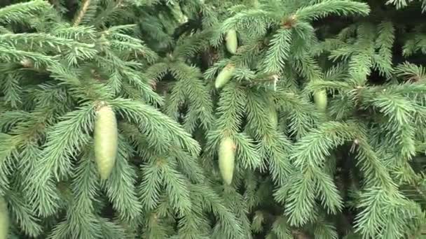 芬兰云杉 Picea Fennica 是松树科云杉属的一种木本植物 是一种介于普通云杉 Picea Abies 和西伯利亚云杉 Picea Obovata — 图库视频影像
