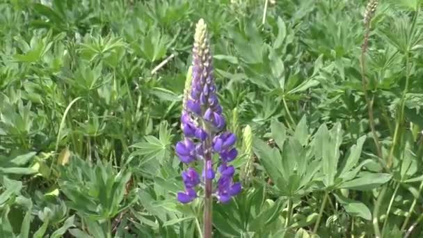 Lupin Fagiolo Lupo Lupinus Genere Piante Della Famiglia Delle Fabaceae — Video Stock