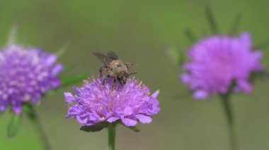 Yabani çiçeklerden nektar toplayan bir arı. Arılar çiçeklerle ilgili ekosistemlerdeki en büyük polen taşıyıcı grubu olarak, çiçek açan bitkilerin tozlaşmasında önemli bir rol oynarlar..