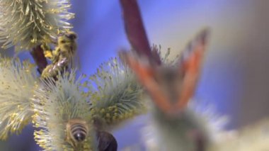 A bee collecting nectar from a flowering willow. Spring, the awakening of nature, Palm Sunday. Bees play an important role in pollinating flowering plants, being the largest group of pollinators. 