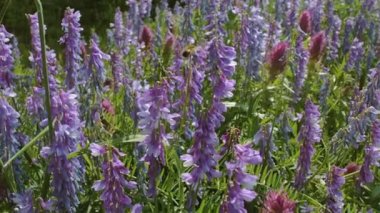 Yabani çiçeklerden nektar toplayan bir arı. Arılar çiçeklerle ilgili ekosistemlerdeki en büyük polen taşıyıcı grubu olarak, çiçek açan bitkilerin tozlaşmasında önemli bir rol oynarlar..