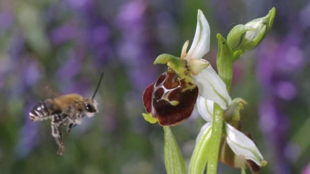 Une Abeille Qui Collecte Nectar Des Fleurs Sauvages Les Abeilles — Video