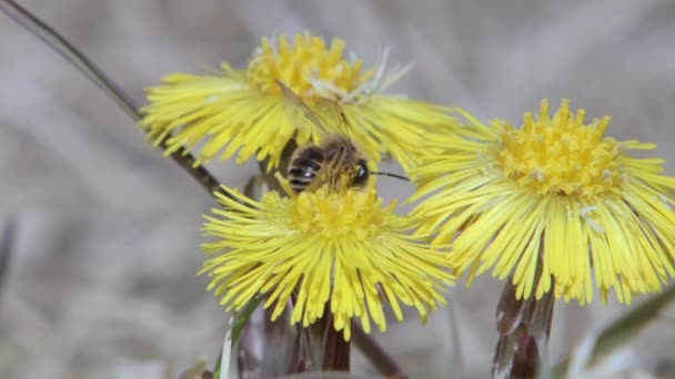 Een Bij Die Nectar Verzamelt Van Wilde Bloemen Bijen Spelen — Stockvideo