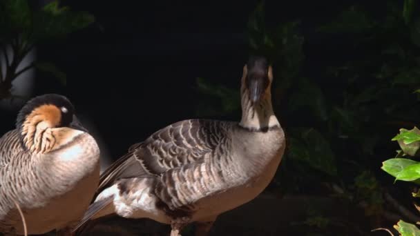 夏威夷鹅 Lat Branta Sandvicensis 是夏威夷群岛特有的鸭科 Anatidae 岛屿鸟类 实际上既不飞行 也不游泳 在地面上筑巢 — 图库视频影像