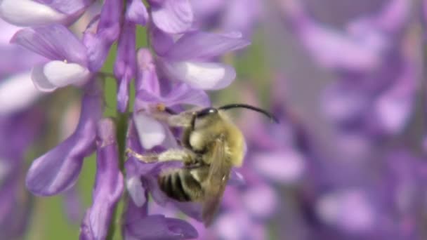Een Bij Die Nectar Verzamelt Van Wilde Bloemen Bijen Spelen — Stockvideo