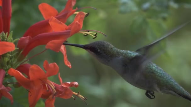 ハチドリ Trochilidae アポディフォーム Apodiformes と呼ばれる小さな鳥の科である アラスカやラブラドールからティエラ フエゴまで アメリカには350種以上の既知の種が生息しています — ストック動画