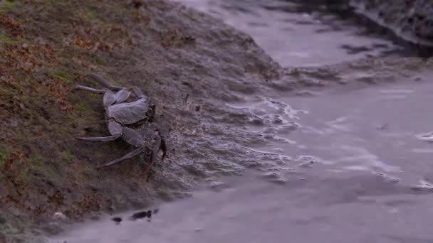 Скелястий Краб Лат Ericphia Verrucosa Вид Крабів Каркас Важкий Міцний — стокове відео