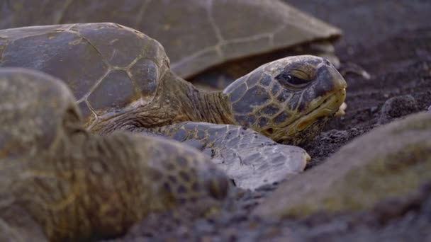 Зеленая Черепаха Супная Черепаха Лат Chelonia Mydas Вид Морской Черепахи — стоковое видео