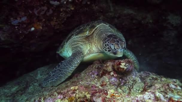 Πράσινη Θαλάσσια Χελώνα Χελώνα Σούπα Λάτ Chelonia Mydas Ένα Είδος — Αρχείο Βίντεο