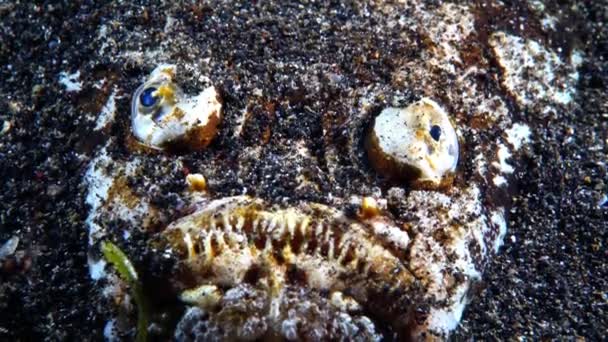 Stargazer Або Морська Корова Uranoscopidae Зустрічається Прибережній Зоні Багатьох Океанів — стокове відео