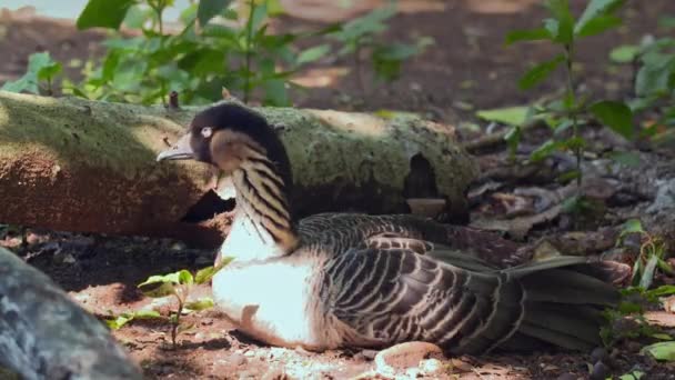 夏威夷鹅 Lat Branta Sandvicensis 是夏威夷群岛特有的鸭科 Anatidae 岛屿鸟类 实际上既不飞行 也不游泳 在地面上筑巢 — 图库视频影像