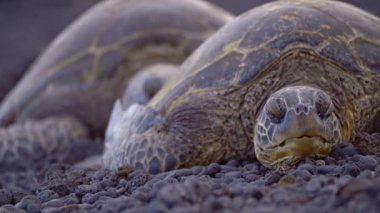 Yeşil deniz kaplumbağası veya çorba kaplumbağası (lat. Chelonia mydas, yeşil kaplumbağa cinsinin tek modern üyesi olan deniz kaplumbağası türüdür..