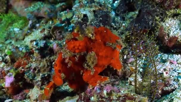 Clownfish Antennarius Maculatus Είναι Μια Οικογένεια Των Ψαριών Πτερύγια Ακτίνων — Αρχείο Βίντεο