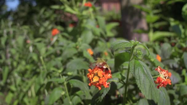 Şahin Güvesi Hemaris Lepidoptera Böceklerinin Çok Parlak Alışılmadık Bir Temsilcisidir — Stok video