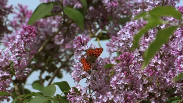 Kelebek Vanessa Cardui Yukarıdaki Kanatların Rengi Açık Tuğla Kırmızısı Siyah — Stok video